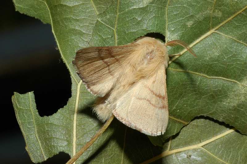 Malacosoma neustria